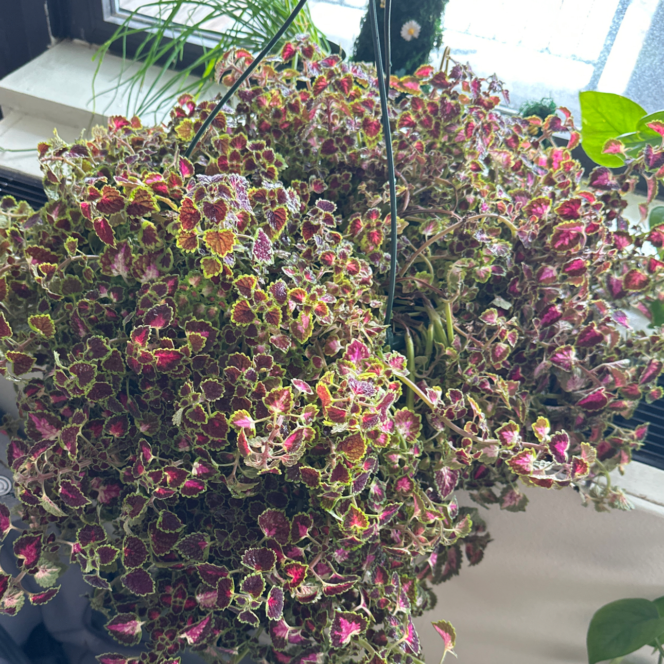 Photo of the plant species Coleus 'Great Falls® Angel' by @SwellFrithia named Emerson on Greg, the plant care app