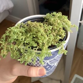 Photo of the plant species Moss Fern by @LimberTitoki named Plato on Greg, the plant care app