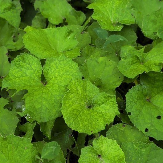 Photo of the plant species Coltsfoot by @FoxyDropwort named Harry on Greg, the plant care app