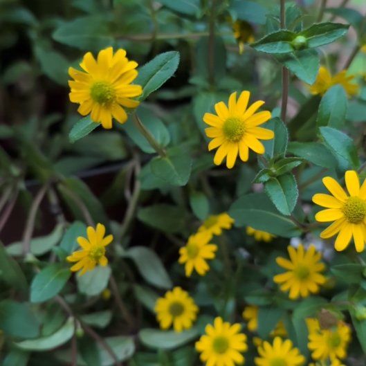 Photo of the plant species Mexican Creeping Zinnia by @FoxyDropwort named Bella on Greg, the plant care app