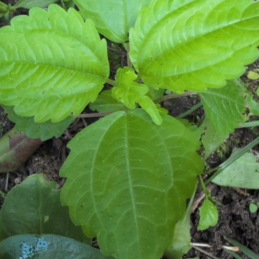 Photo of the plant species Canadian Clearweed by @FoxyDropwort named Gobi on Greg, the plant care app