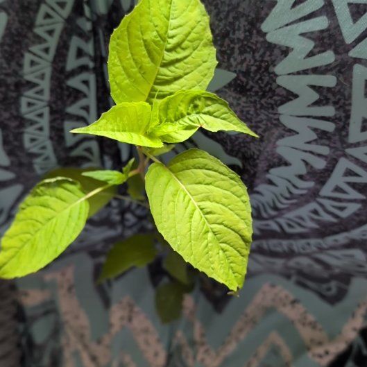 Photo of the plant species American Pokeweed by @FoxyDropwort named Surya on Greg, the plant care app