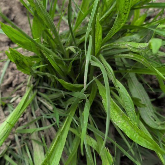 Photo of the plant species Narrowleaf Plantain by @FoxyDropwort named LiloStitch on Greg, the plant care app