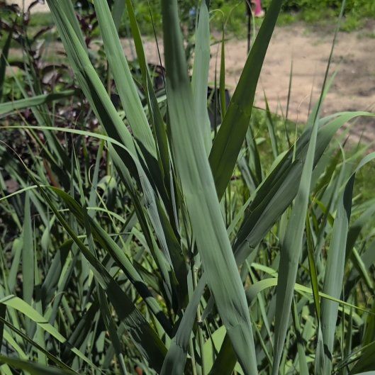 Photo of the plant species Reed Canarygrass by @FoxyDropwort named Athena on Greg, the plant care app