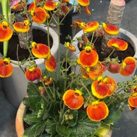 Photo of the plant species Calceolaria uniflora by @LovelyTamarillo named Eva on Greg, the plant care app