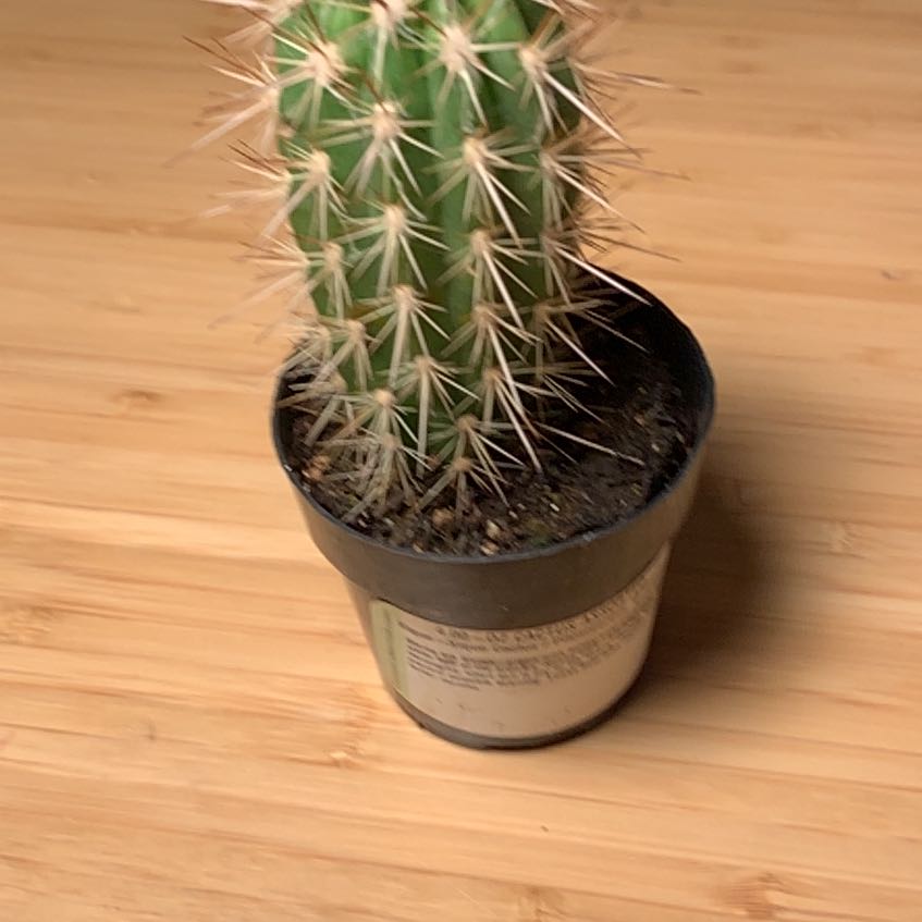 Photo of the plant species Xique-Xique Cactus by @ExactCliantro named lil pepe on Greg, the plant care app