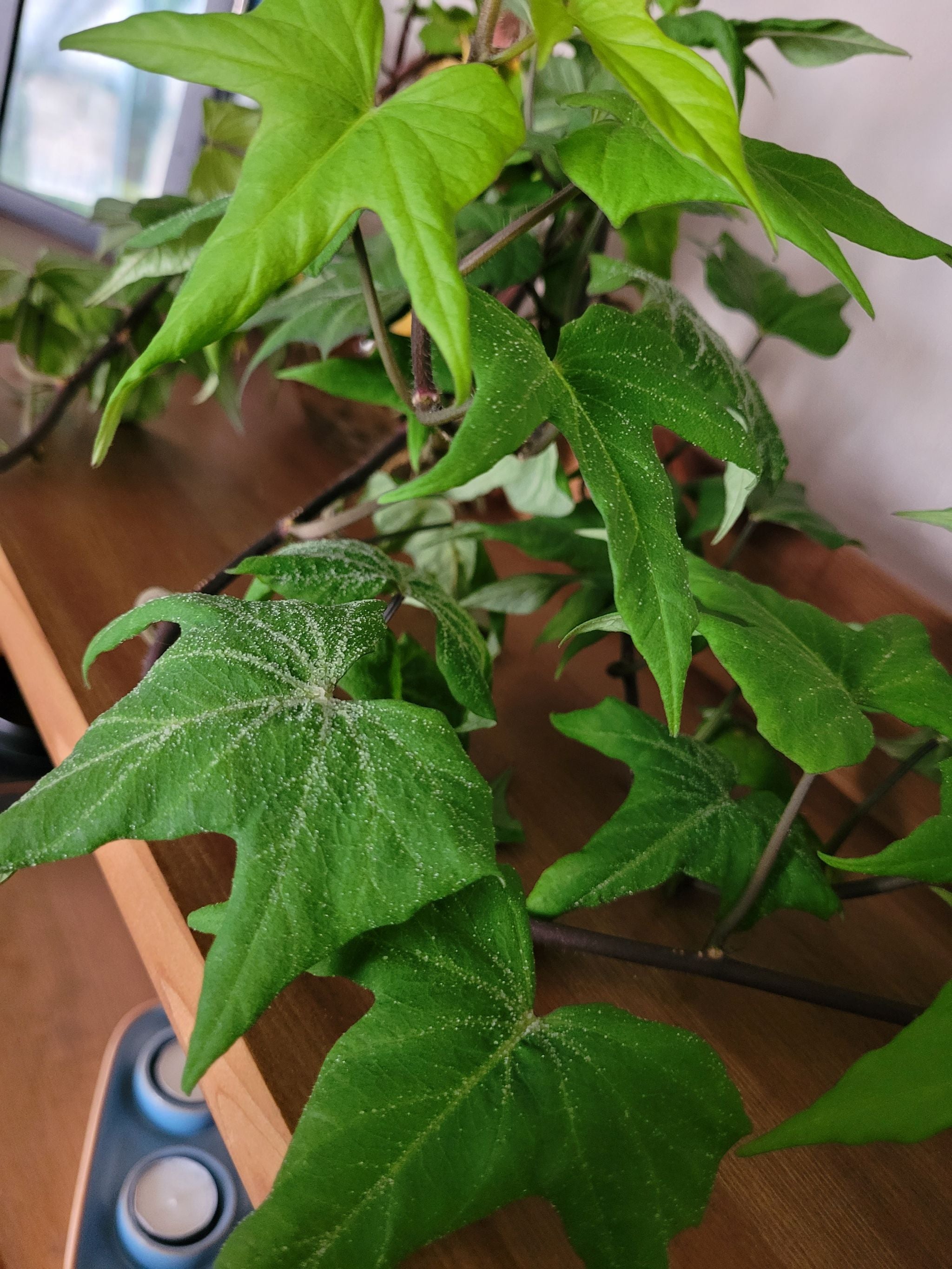 Sale potato vine poisonous to dogs Free Shipping, image size:1000x1000