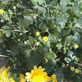 Photo of the plant species Blister Buttercup by @JovialApplemint named Foxxy on Greg, the plant care app
