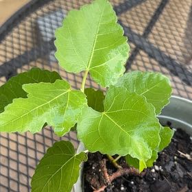 Photo of the plant species Brown Turkey Fig by @JovialApplemint named Lavender on Greg, the plant care app