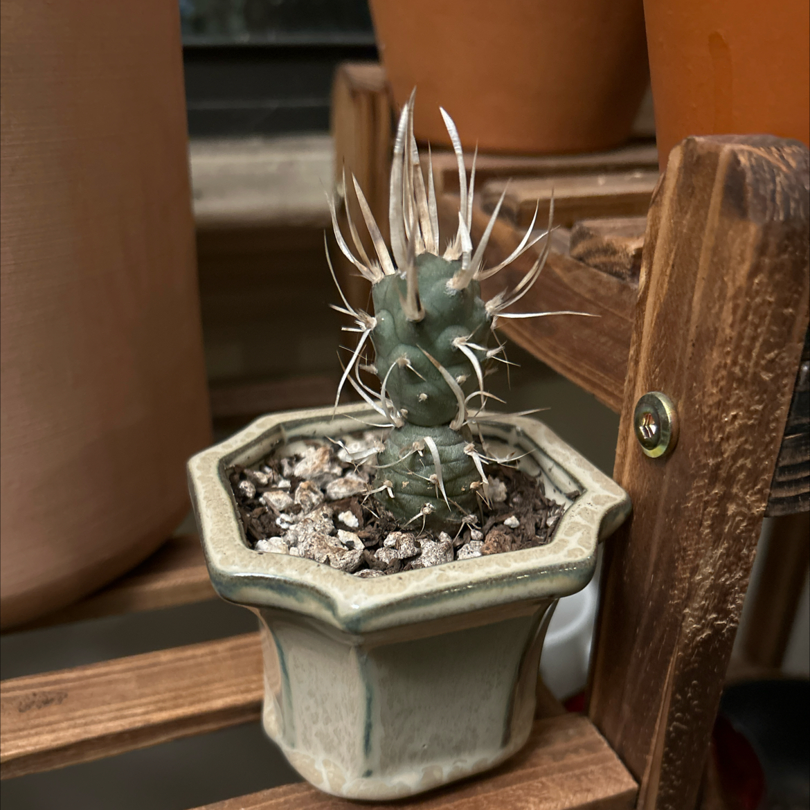Paper Spine Cactus in a pot with visible soil, well-framed and in focus.