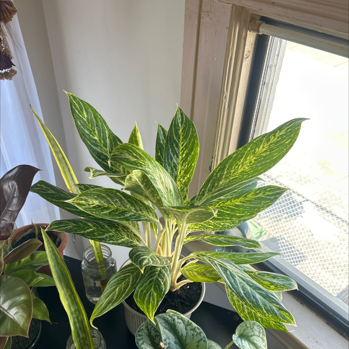 Chinese Evergreen 'Golden Madonna' plant near a window with vibrant green and yellow variegated leaves.