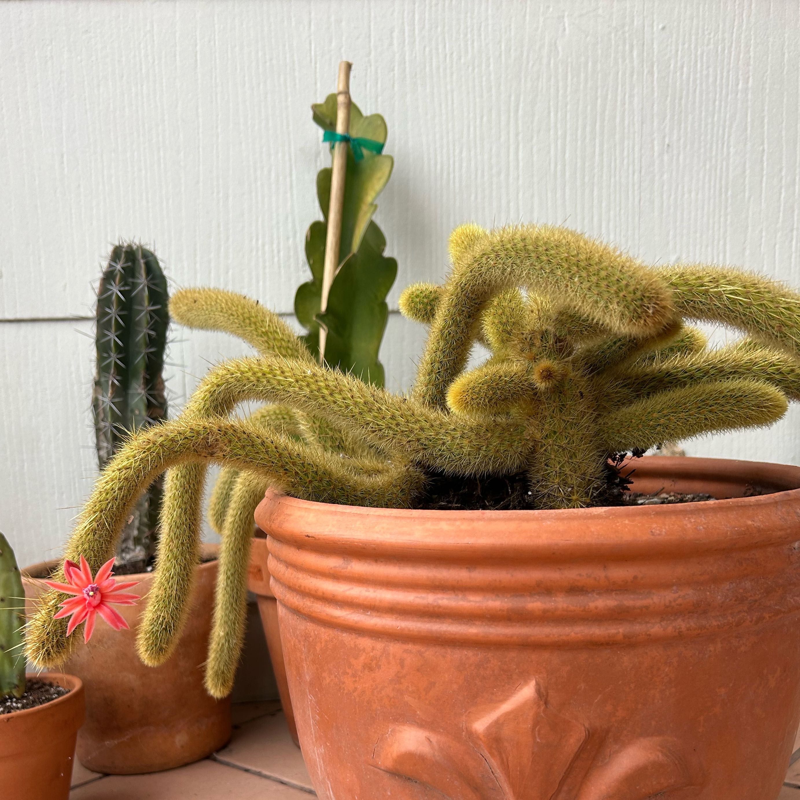 Golden Rat Tail cactus in a terracotta pot with a small red flower, other cacti in the background.