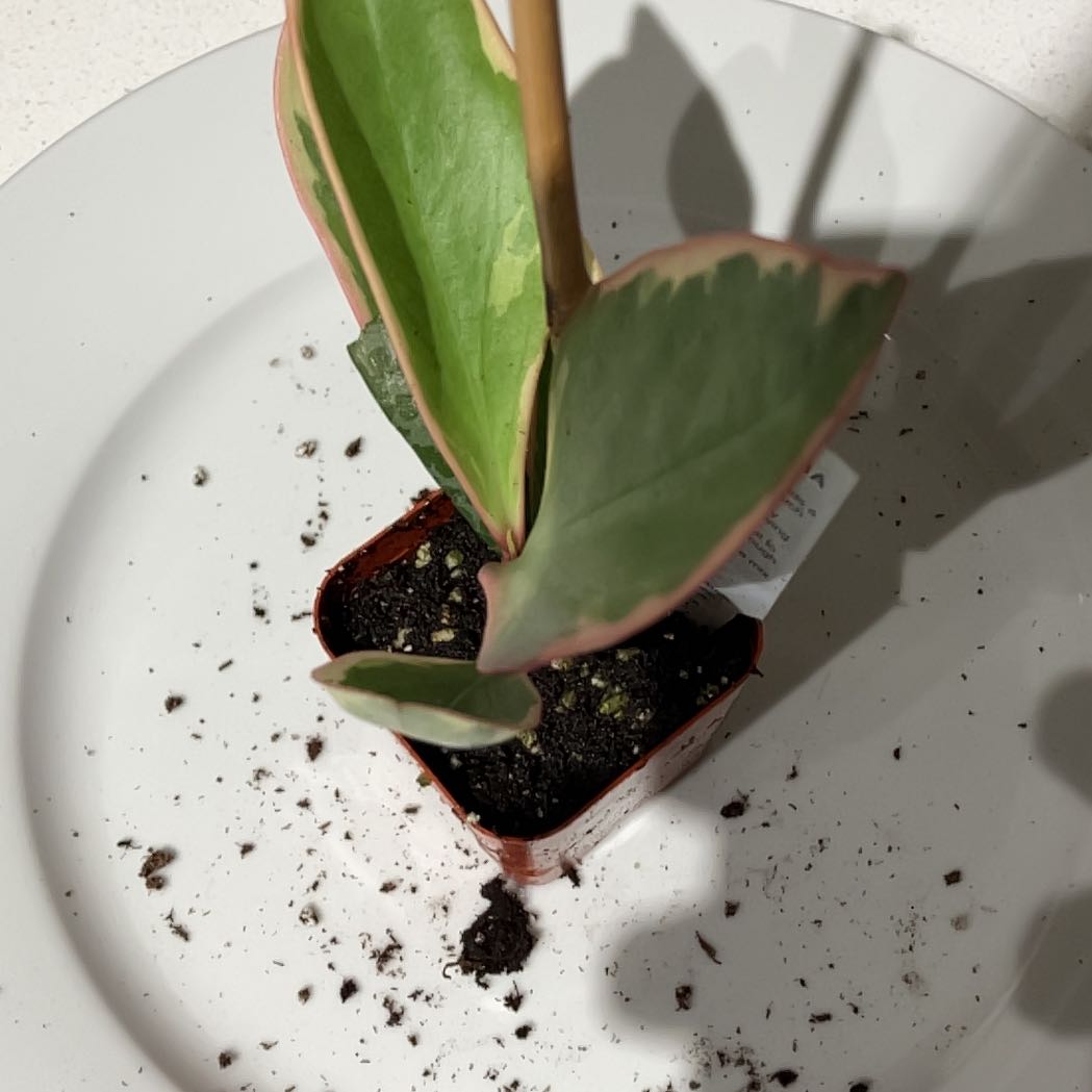 Jelly Peperomia plant in a small pot on a white plate with healthy green and pink-edged leaves.
