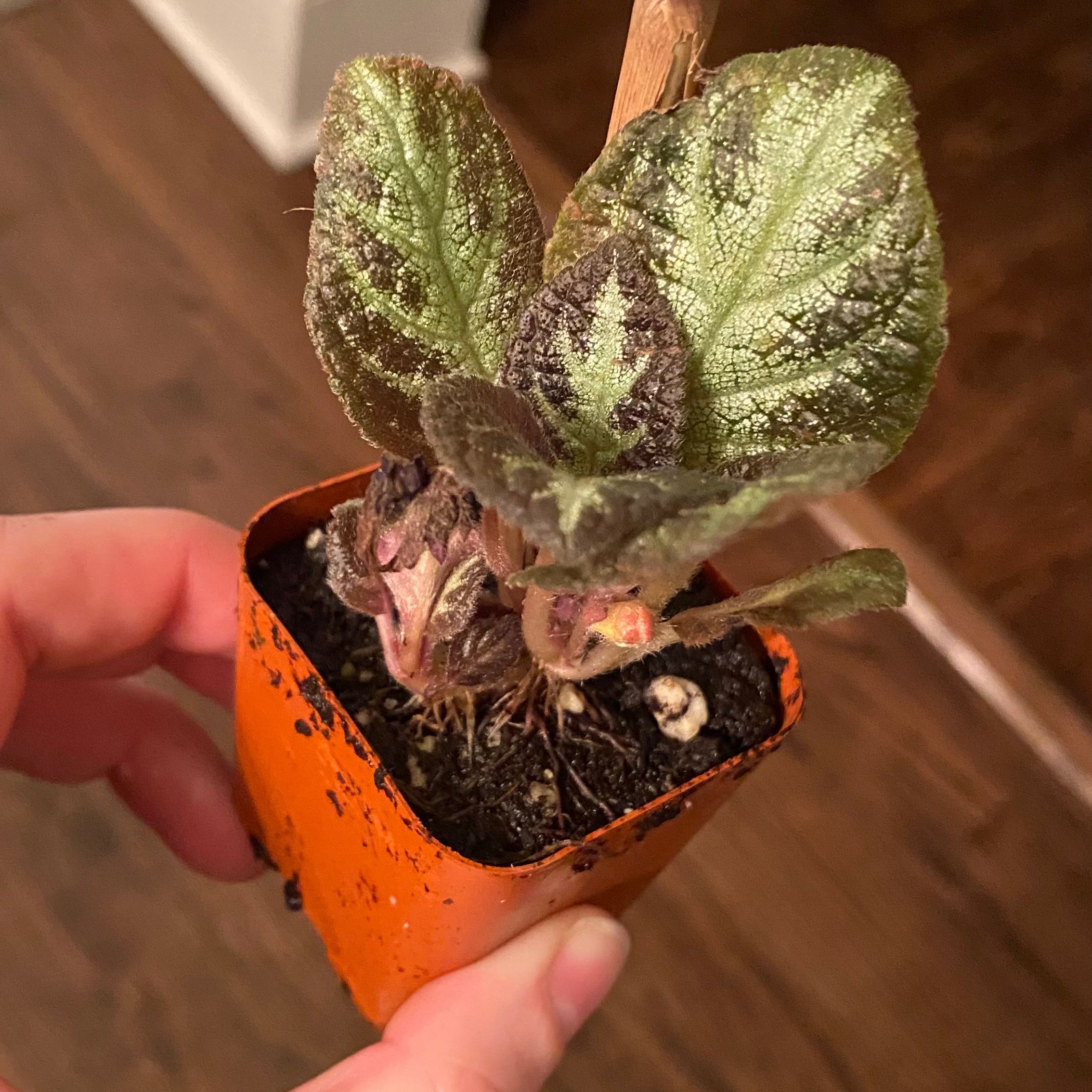Photo of the plant species Flame Violet 'Karlyn' by @MatchlessSedge named Mochi on Greg, the plant care app