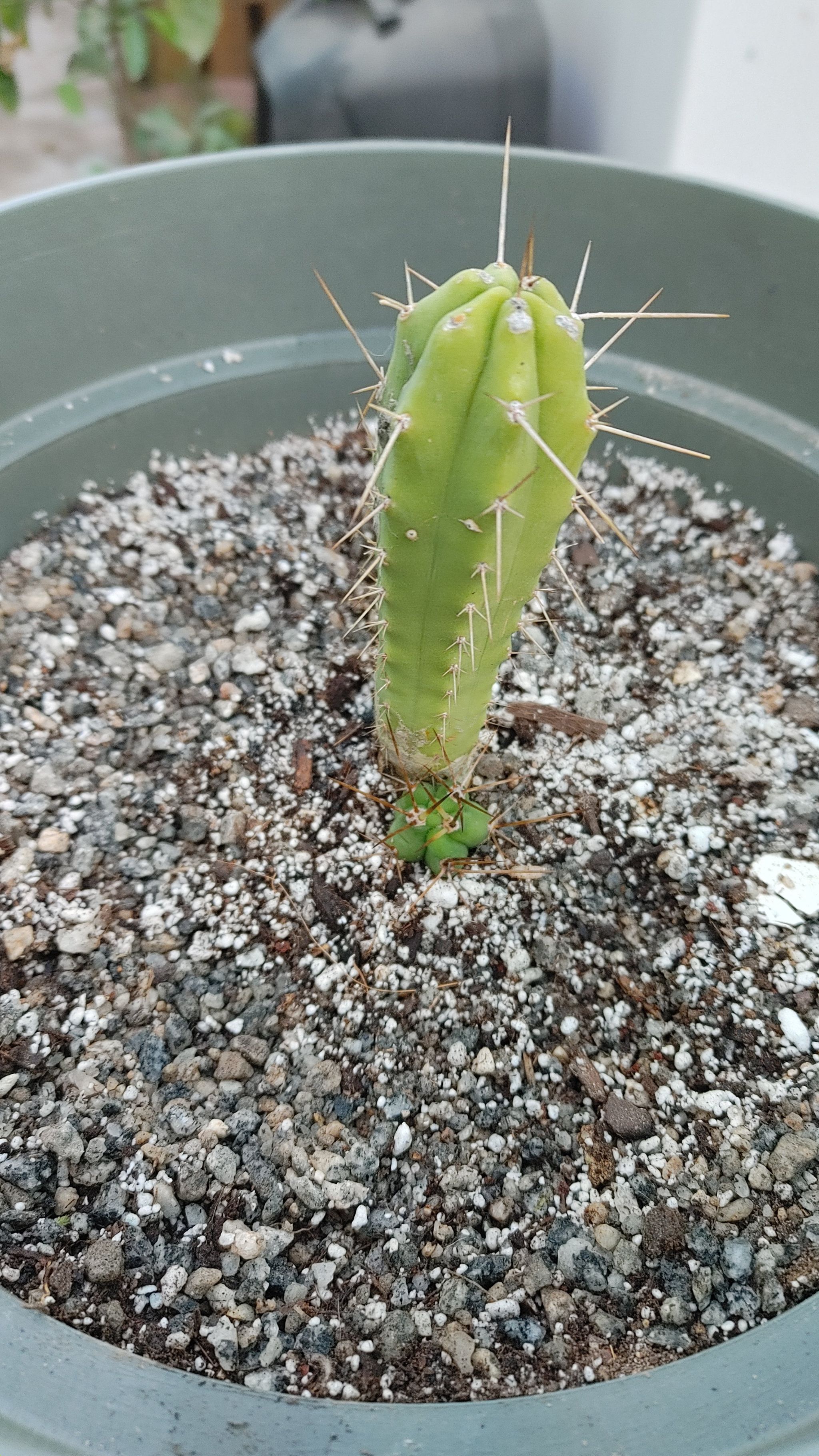 Photo of the plant species Bolivian Torch Cactus by @FineCucumber named Lageniformis on Greg, the plant care app