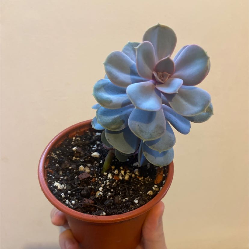 Potted Echeveria 'Purple Pearl' succulent held by a hand, with visible soil.