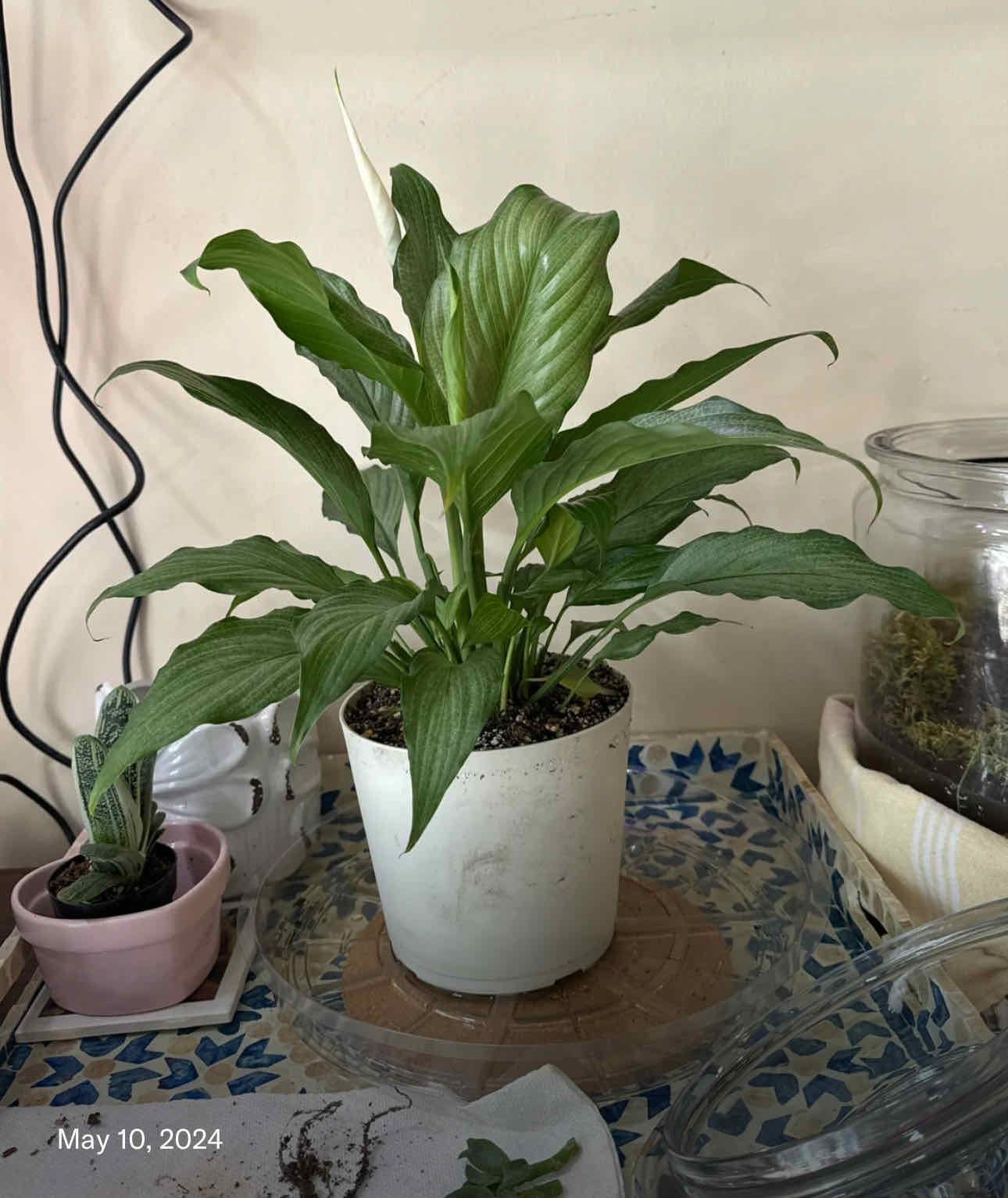 Platinum Mist Peace Lily in a white pot, healthy green leaves, visible soil.