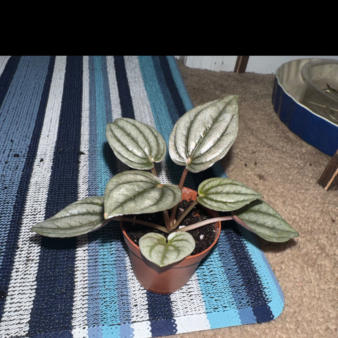 Peperomia 'Napoli Nights' plant in a small pot with healthy leaves.