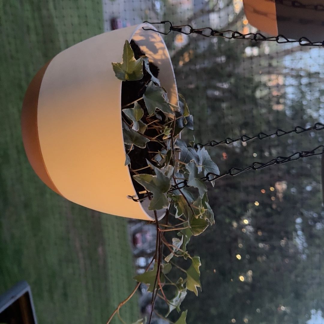 Hanging pot with healthy English Ivy 'Goldchild' plant, no visible discoloration.