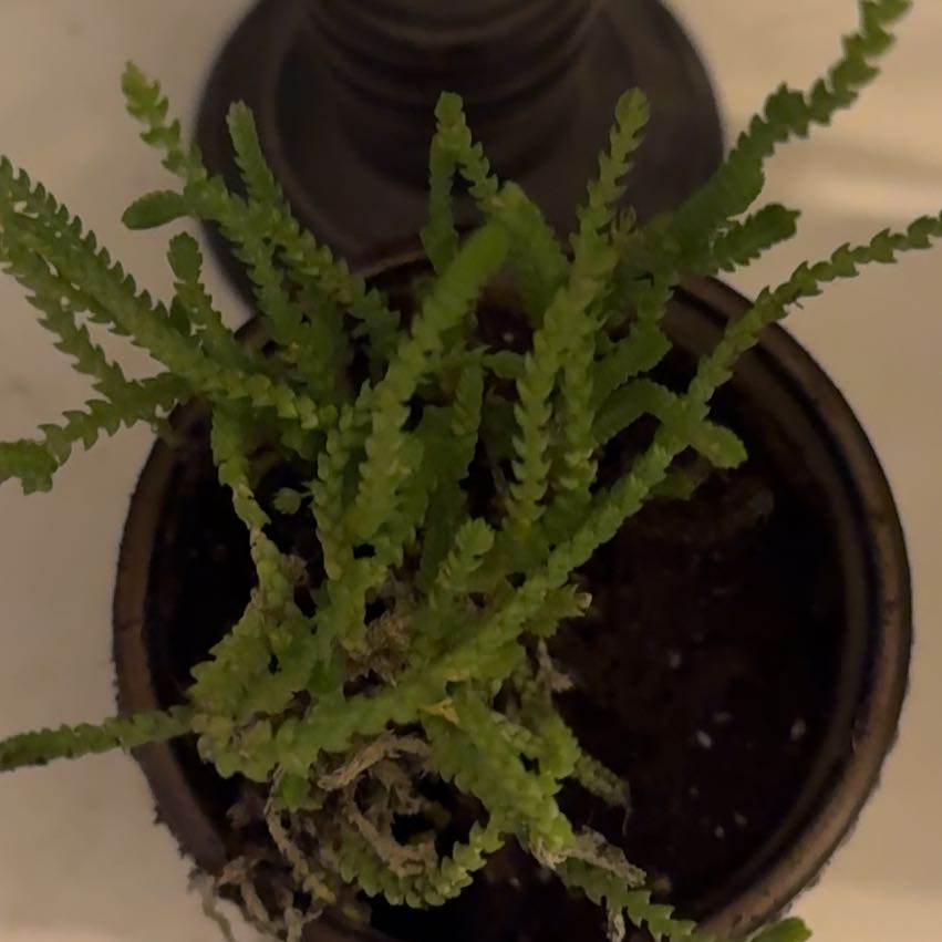Photo of the plant species Watch Chain by @Slamber2 named Achilles on Greg, the plant care app