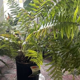 Photo of the plant species Macho Fern by @RightlyOtanthus named Daphne on Greg, the plant care app