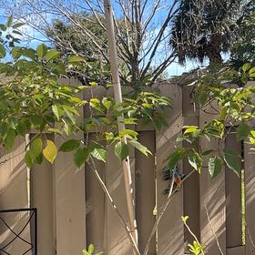 Photo of the plant species Golden Trumpet Tree by @ChipperOlneya named Willow on Greg, the plant care app