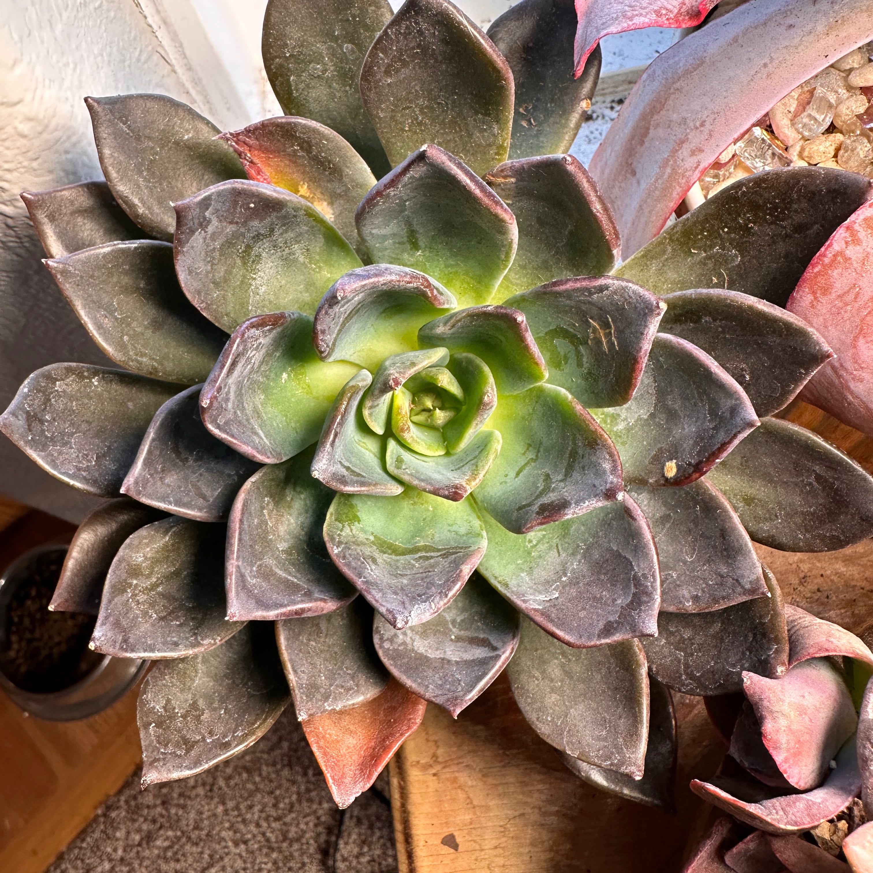 Echeveria 'Dark Moon' succulent with dark green and purple leaves, healthy appearance.