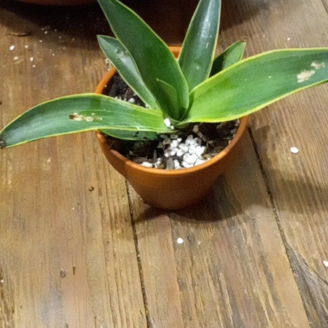 Photo of the plant species Agave desmetiana 'Variegata' by @GodlyWheatgrass named Planty on Greg, the plant care app