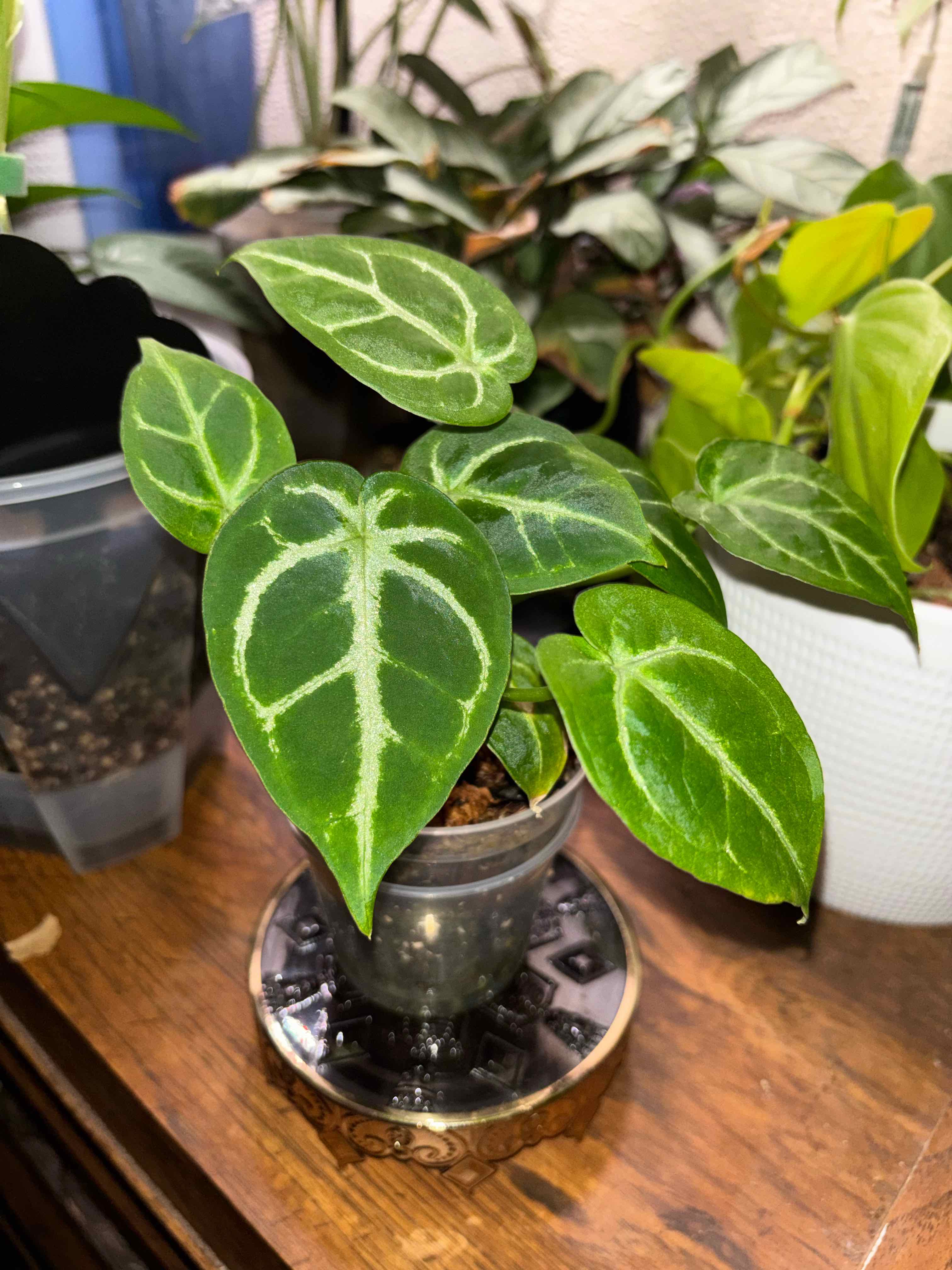 Photo of the plant species Anthurium Doriyaki x Anthurium Forgetii x Anthurium Magnificum by @PlantasticPatty named Michelle Ann on Greg, the plant care app
