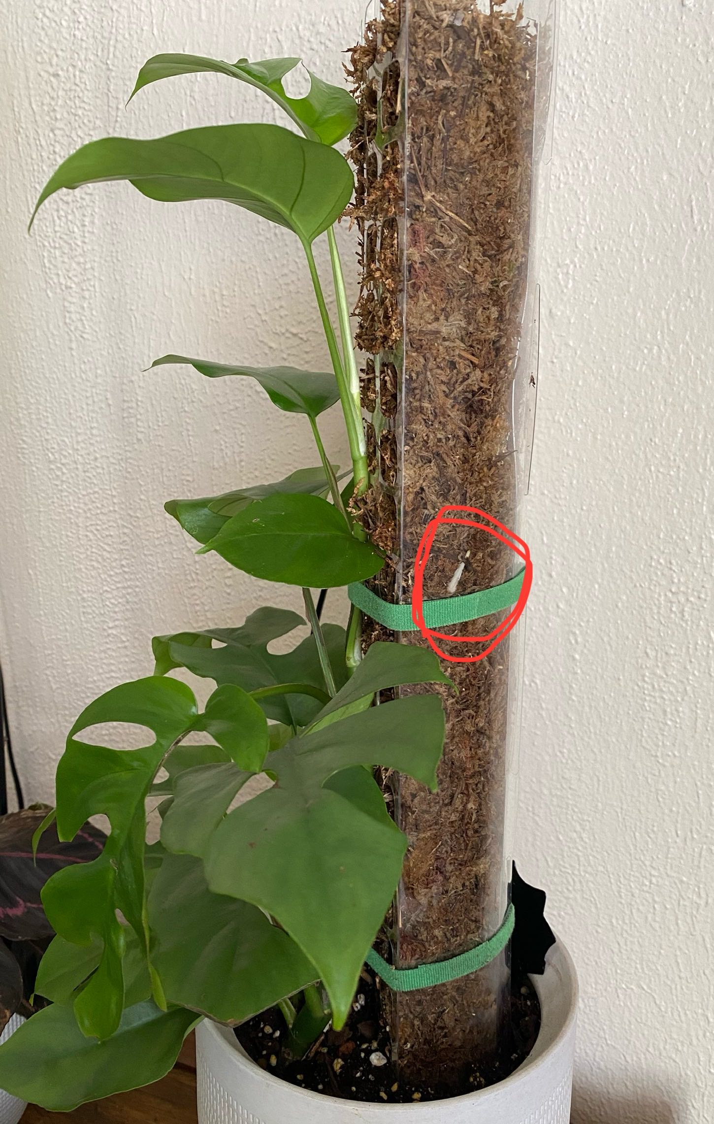 When to Put Monstera on Pole: Boost Your Plant's Growth