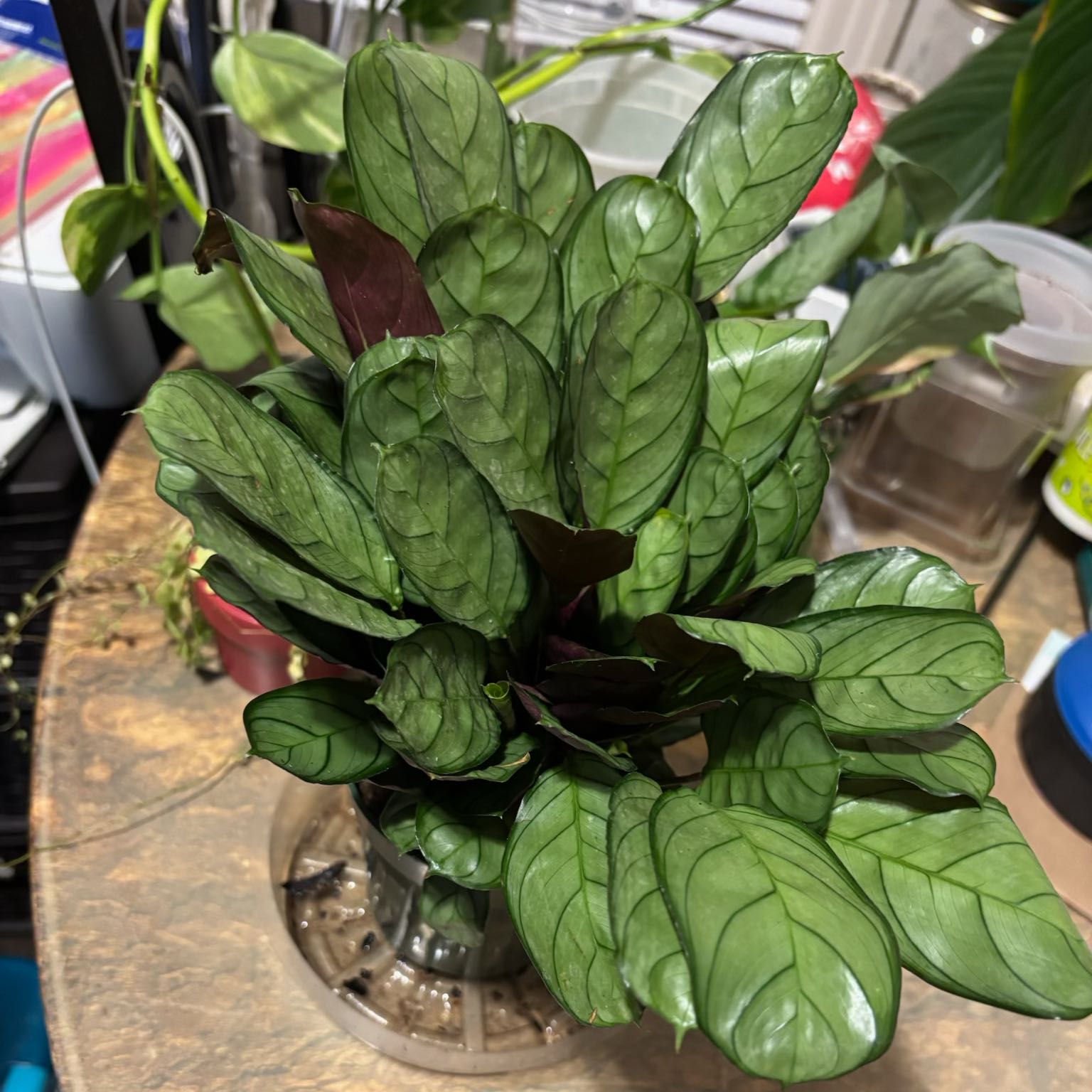 Photo of the plant species Never Never Plant by @PlantasticPatty named Denali on Greg, the plant care app