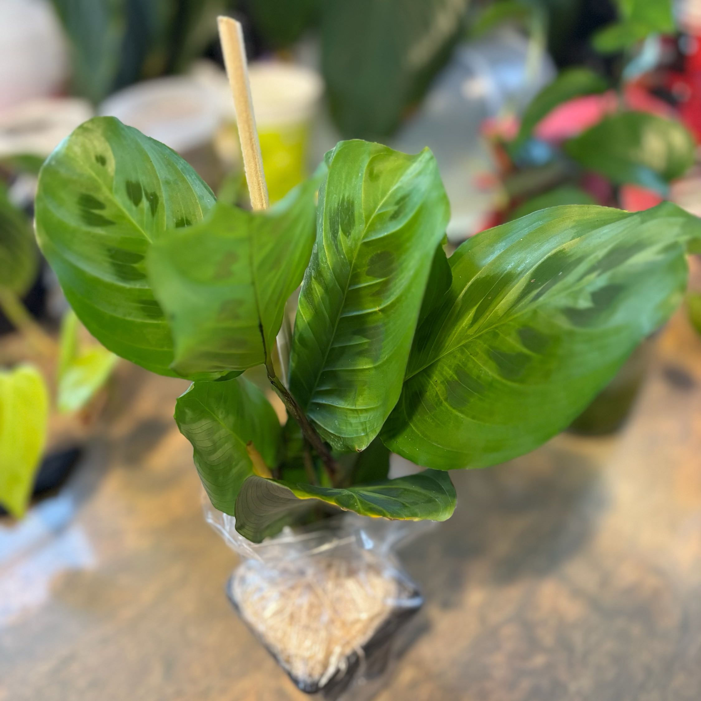Photo of the plant species Maranta Prayer Plant by @PlantasticPatty named Dolores on Greg, the plant care app