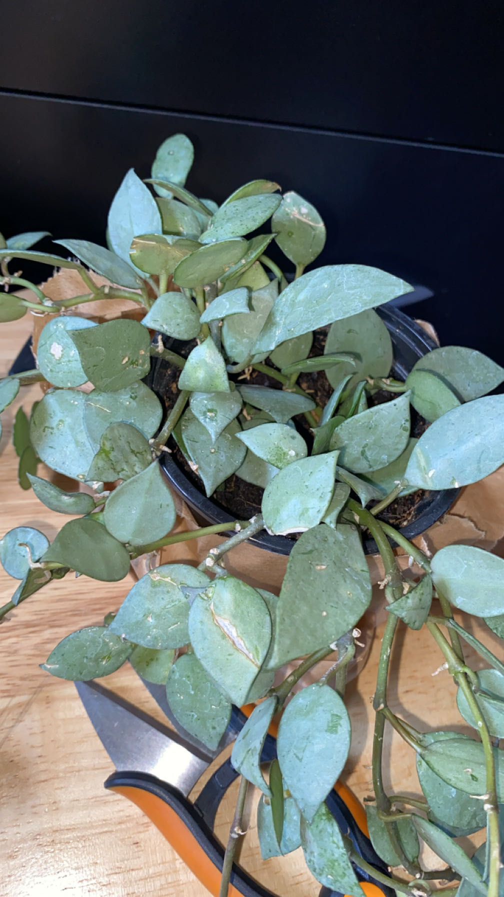 Photo from the post