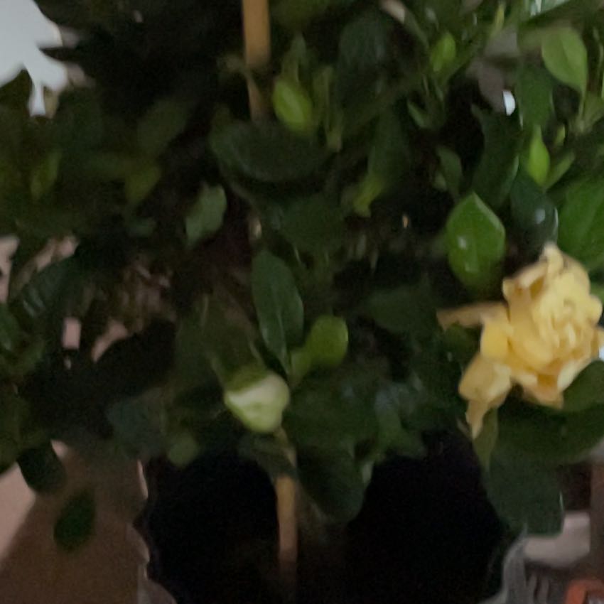 Photo of the plant species Star Gardenia by @LastingLentil named Osmo on Greg, the plant care app