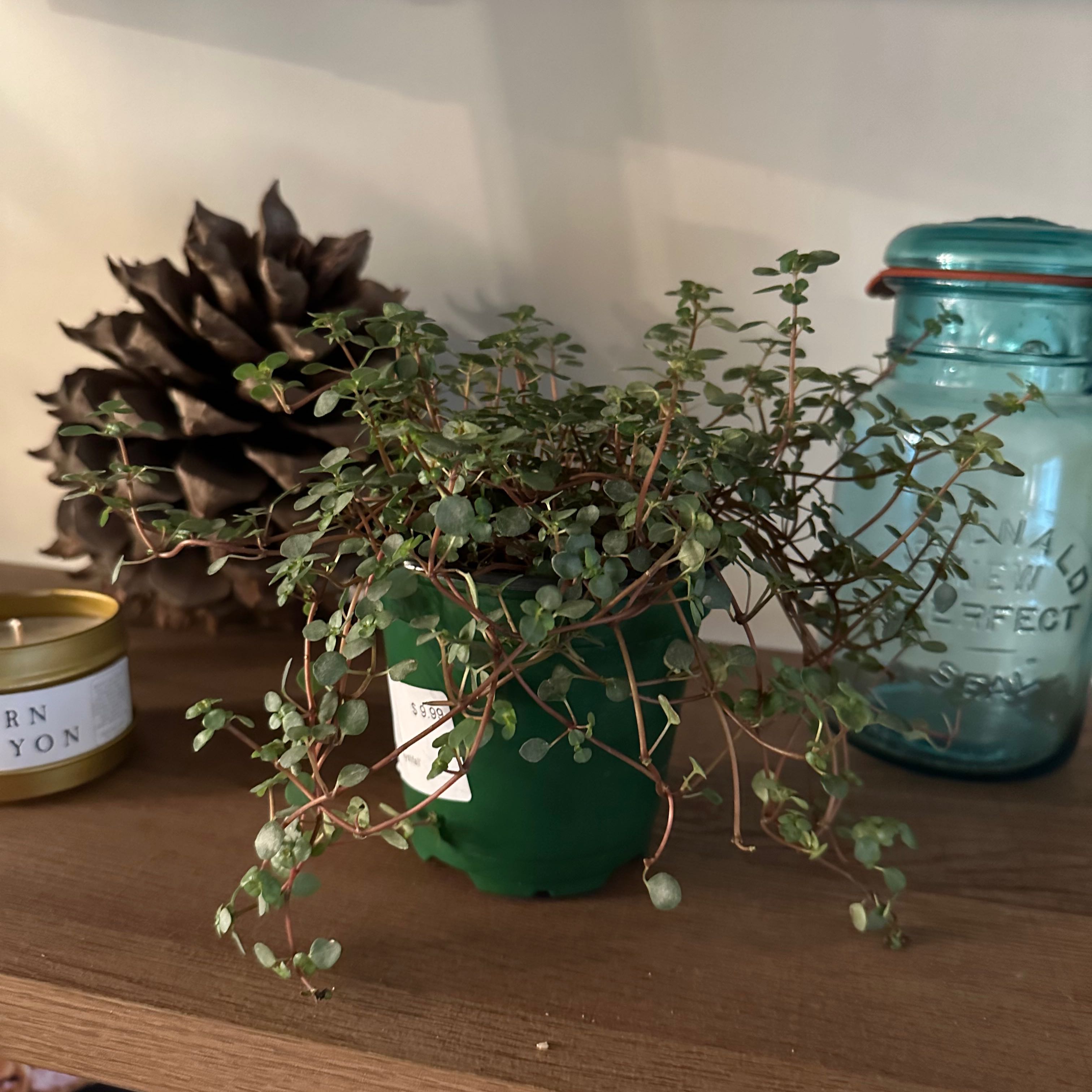 Pilea 'Silver Sparkle' plant in a green pot on a wooden surface with a pine cone, candle, and glass jar in the background.