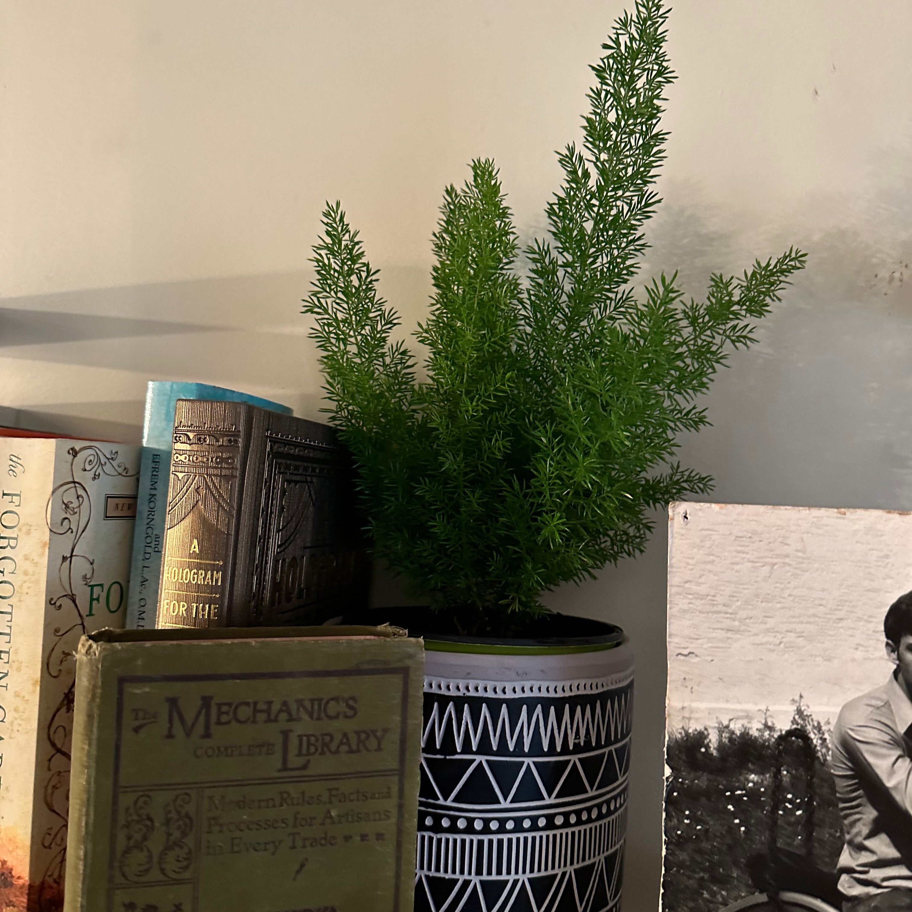 Healthy plume asparagus plant with lush green foliage in a decorative pot, placed on a bookshelf among several books.