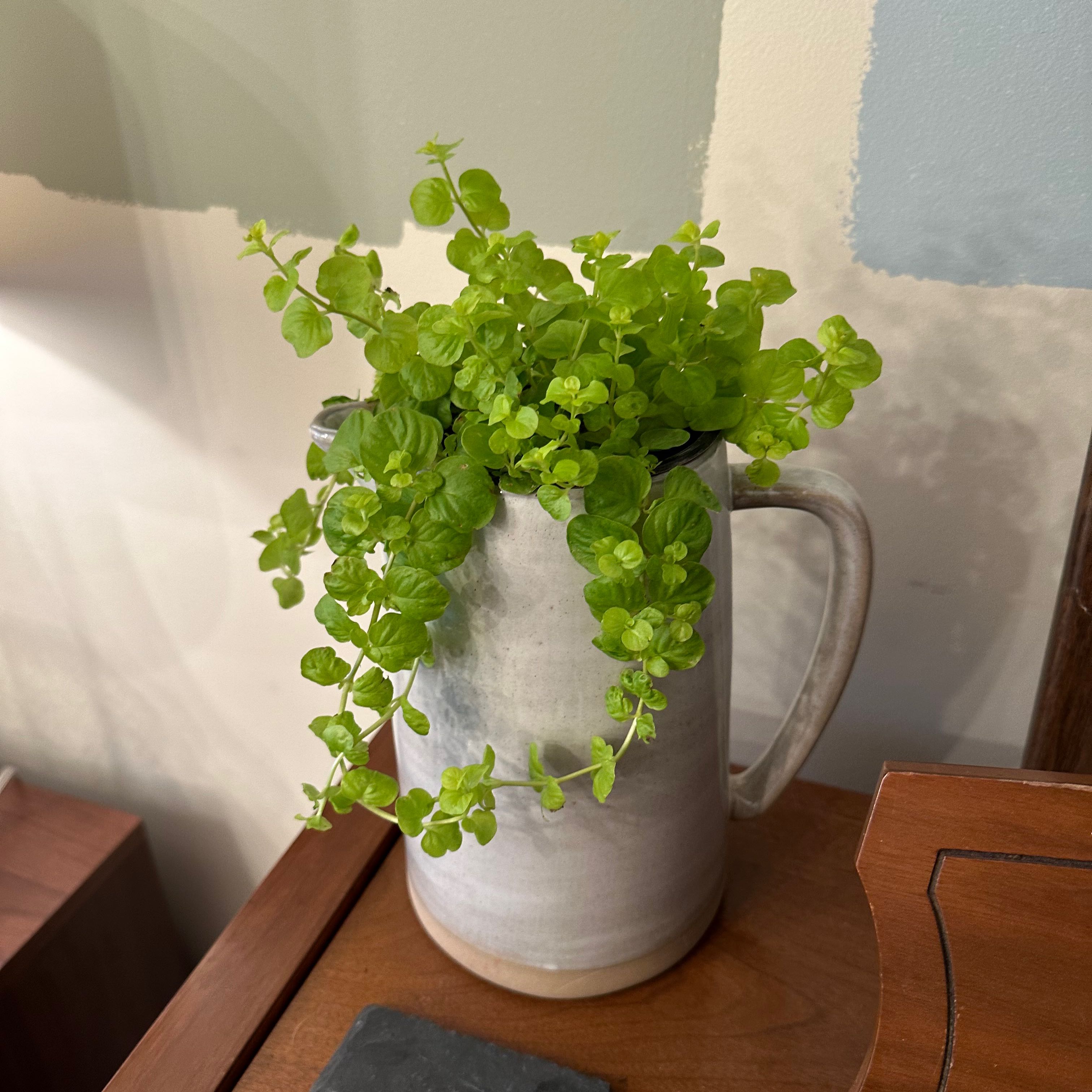 Healthy Creeping Jenny plant in a ceramic pot with vibrant green leaves.