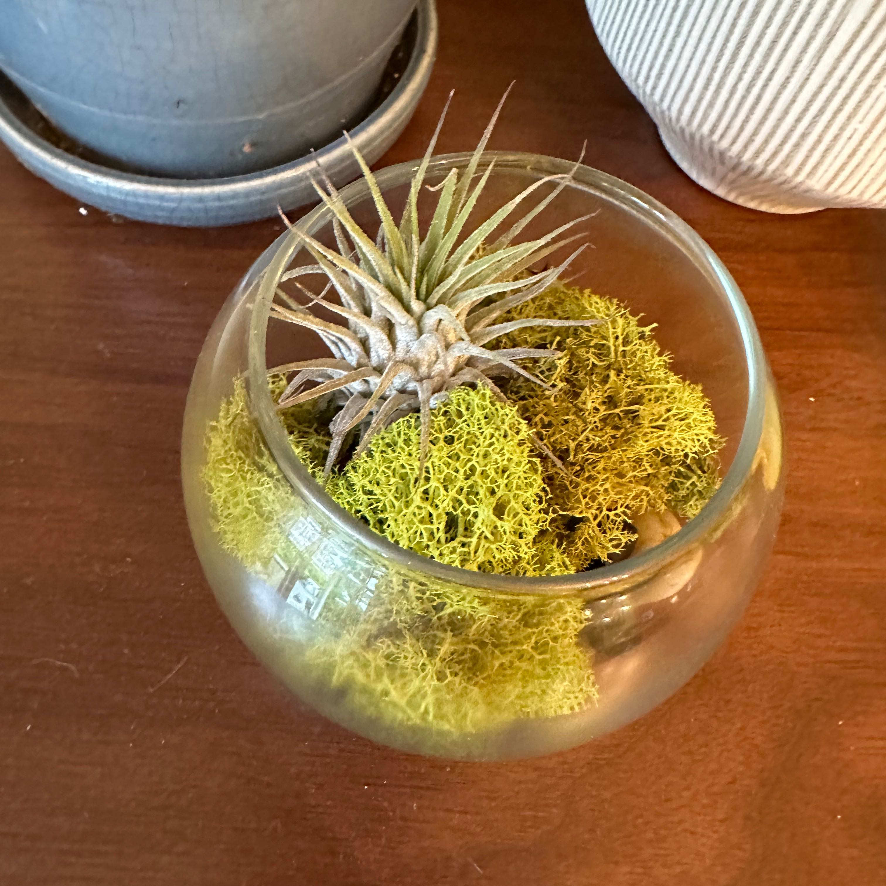 Spreading Airplant (Tillandsia recurvata) in a glass bowl with yellow-green moss.