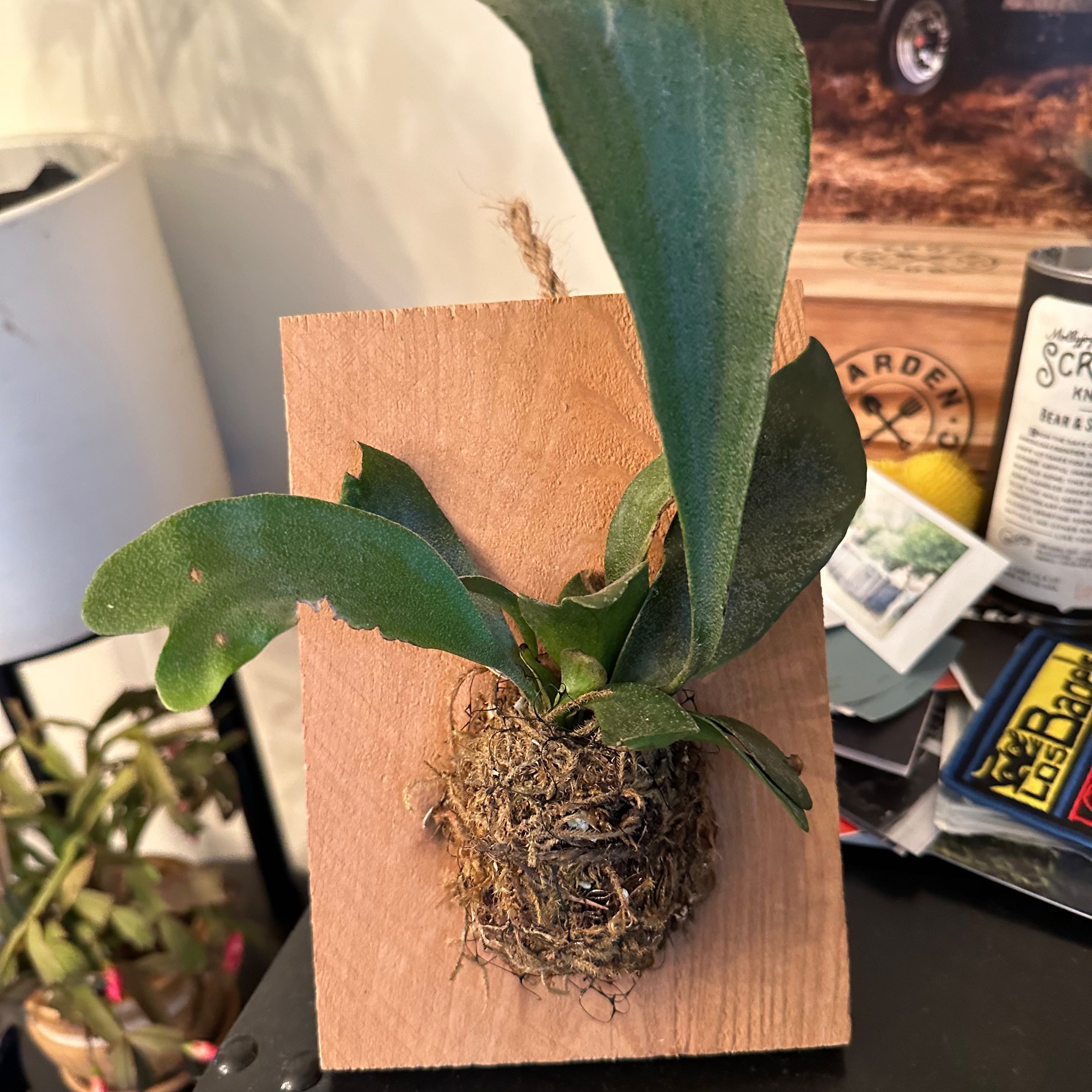 Elkhorn Fern mounted on a wooden board, healthy green leaves, well-framed.