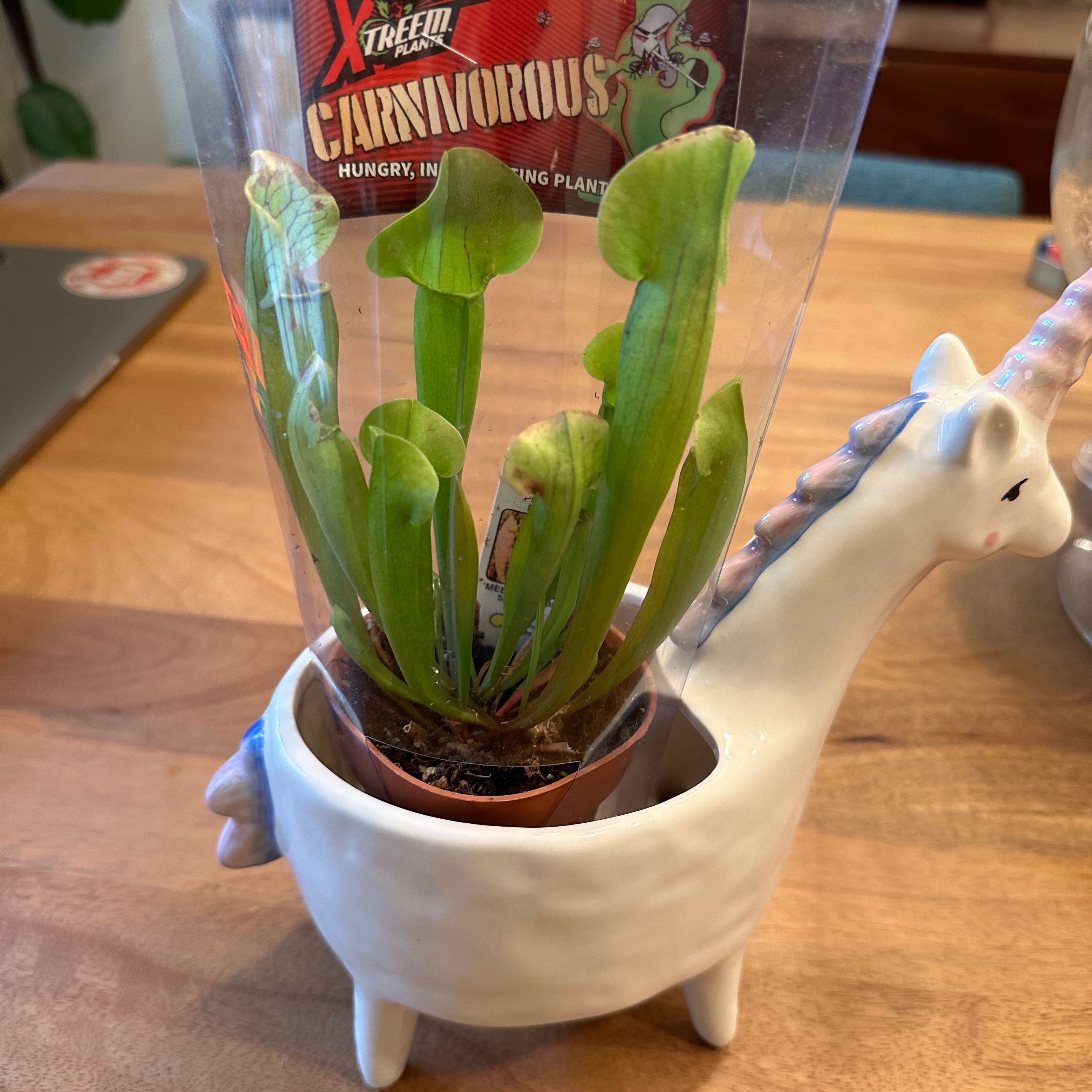 Plant care for Areolated Pitcher Plant on Greg, the plant care app