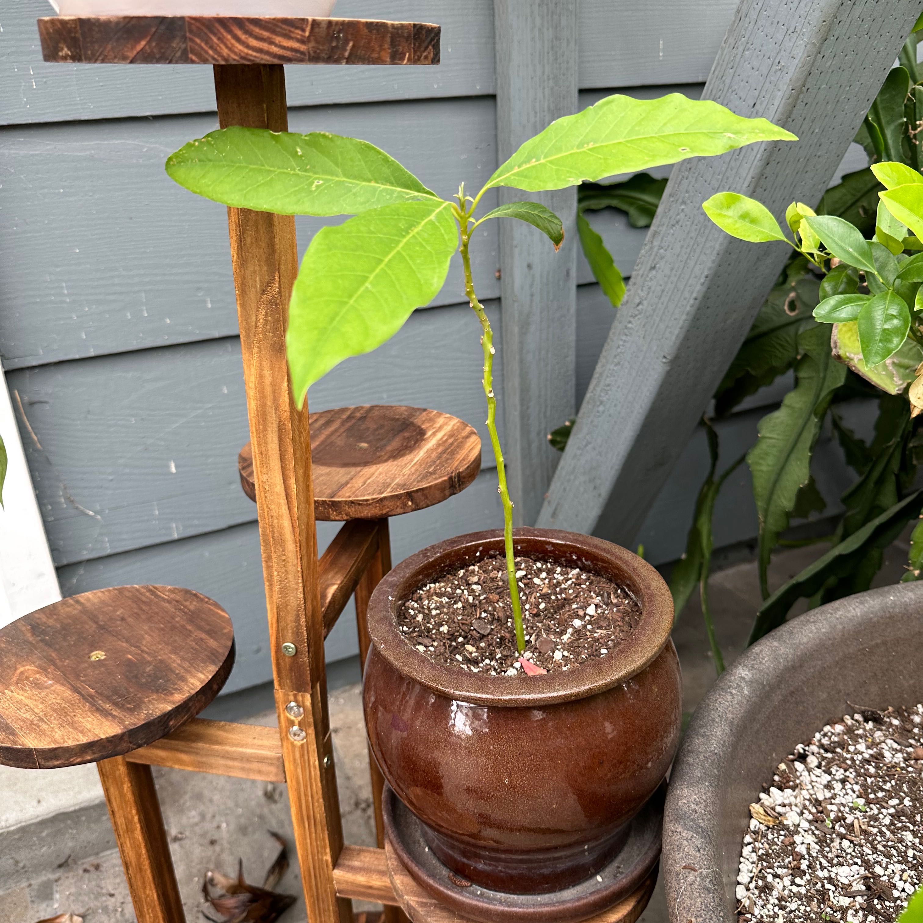 🥑 When And Where Should I Trim My Avocado?