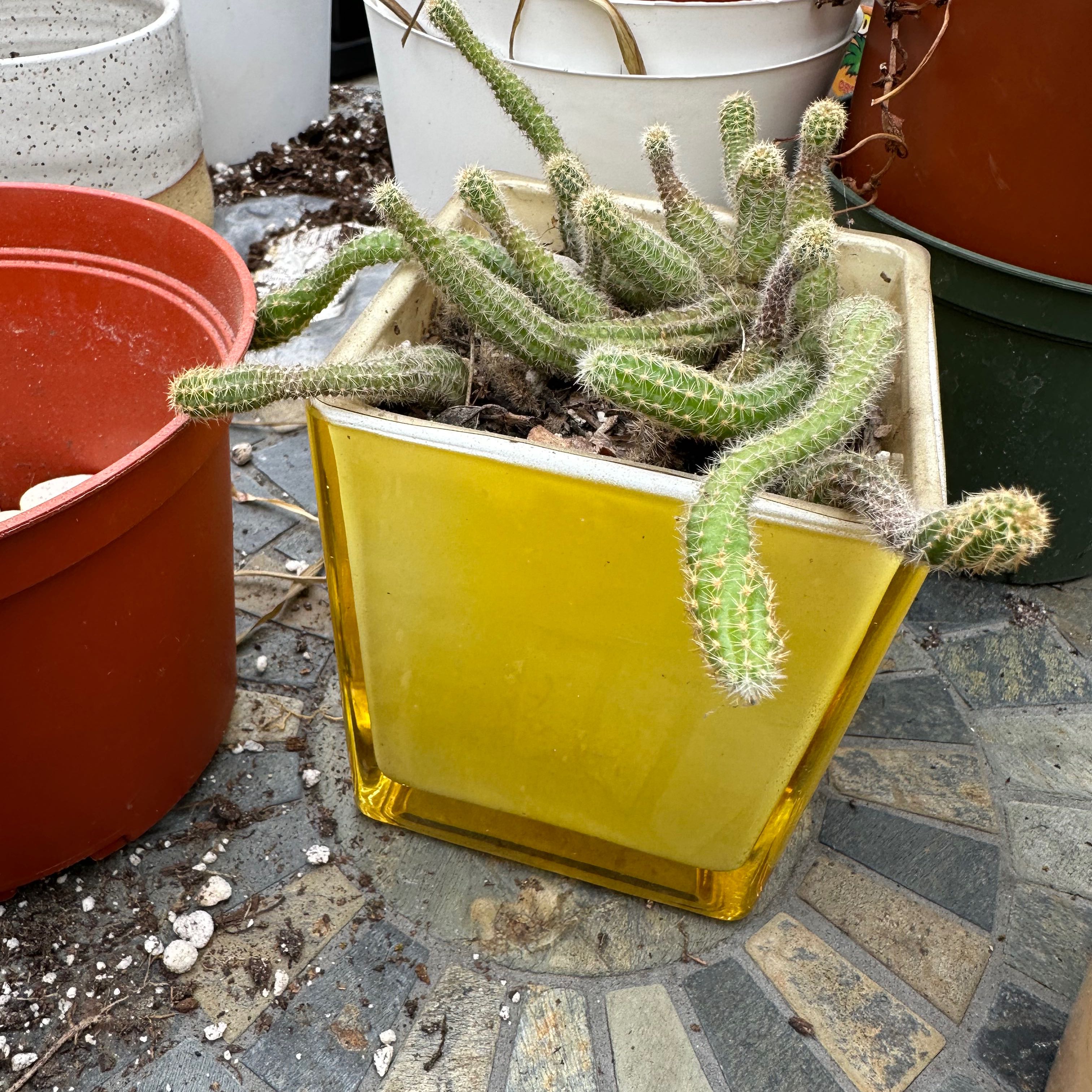 Lady Finger Cactus in a yellow pot, healthy with visible soil.