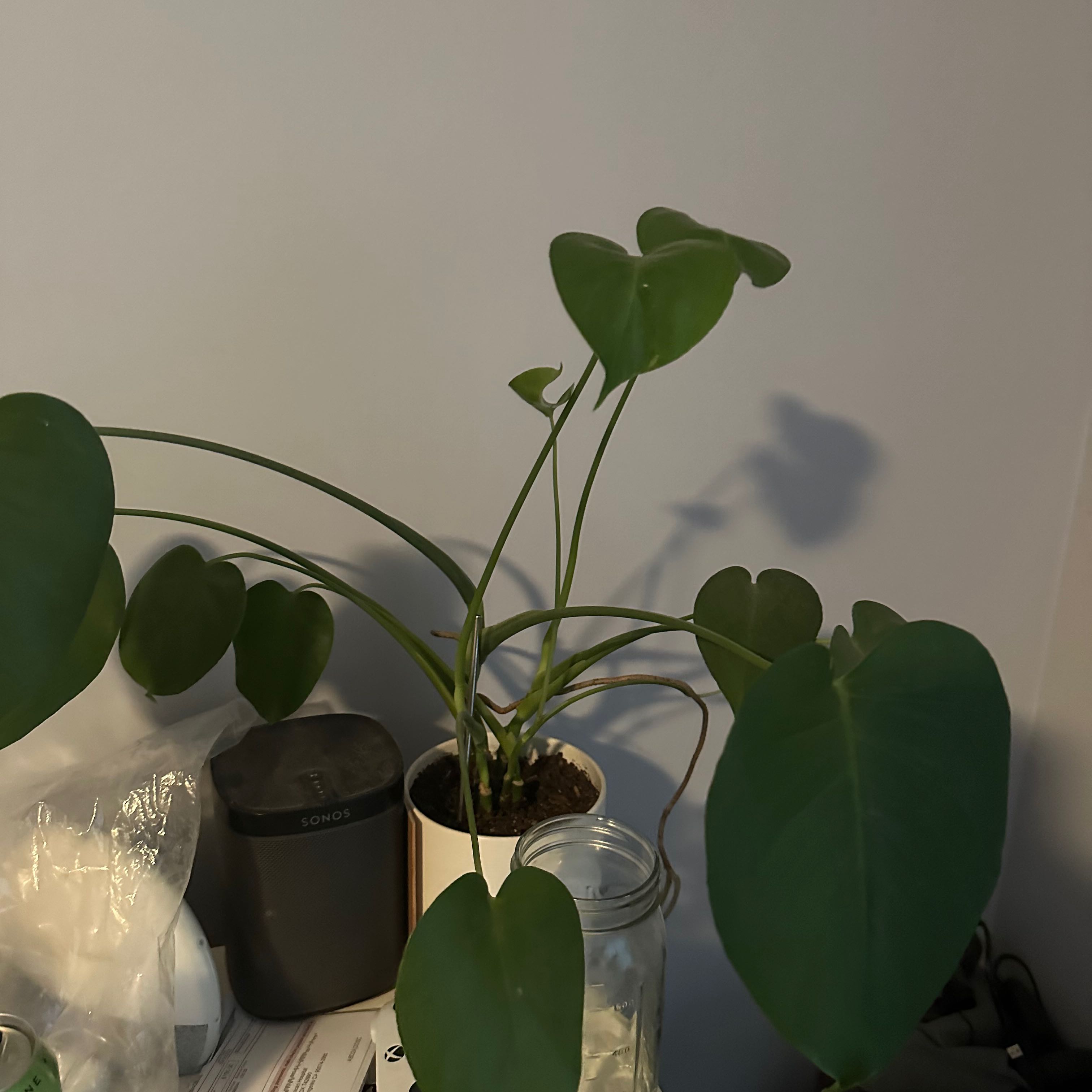 Dwarf Monstera Deliciosa plant with healthy green leaves in a white pot.