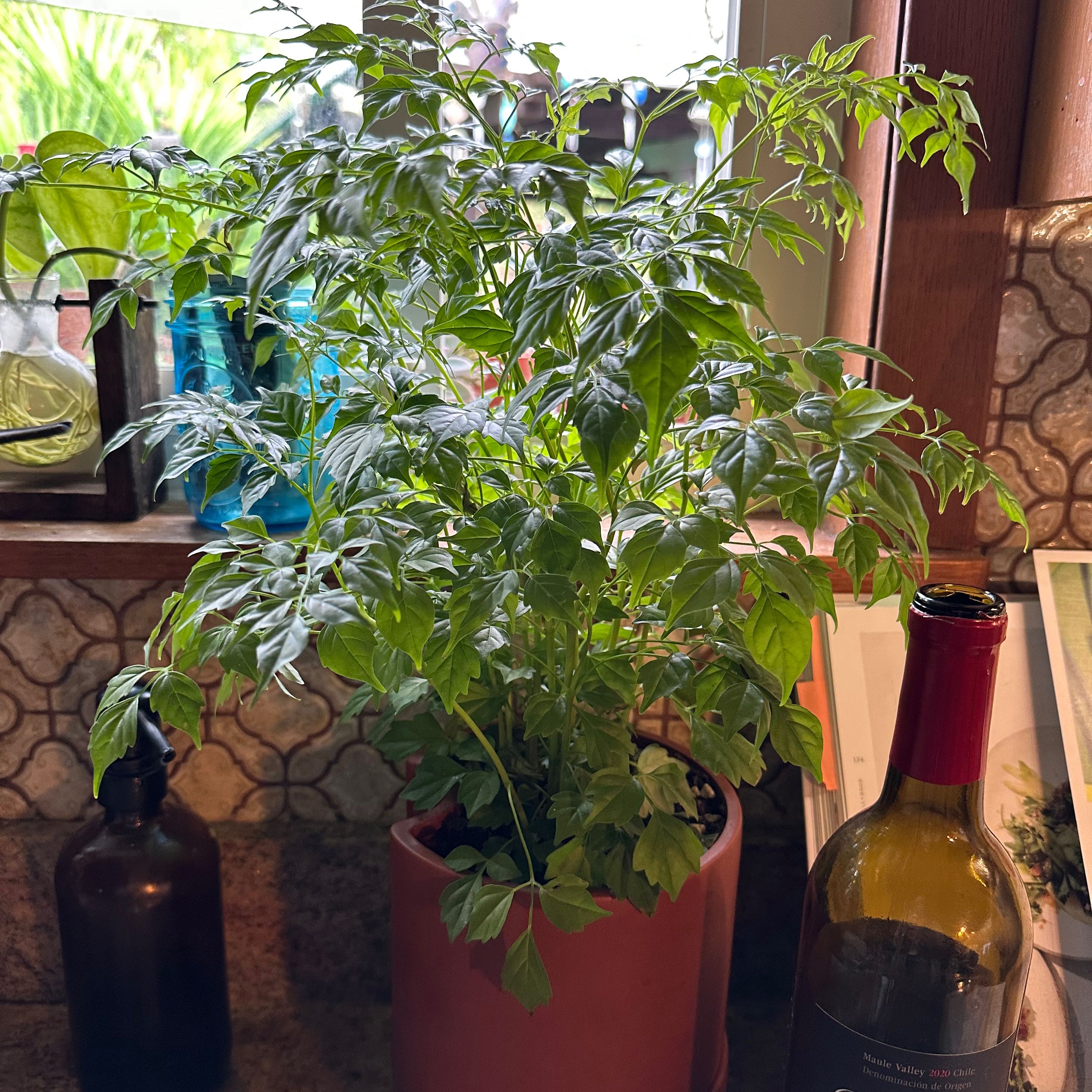 Healthy China Doll houseplant with lush green foliage growing in a ceramic pot, pictured on an indoor shelf.