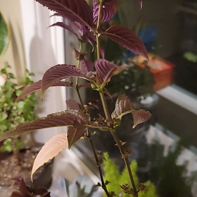 Photo of the plant species persian shield by @TopLilacoxalis named Diana on Greg, the plant care app