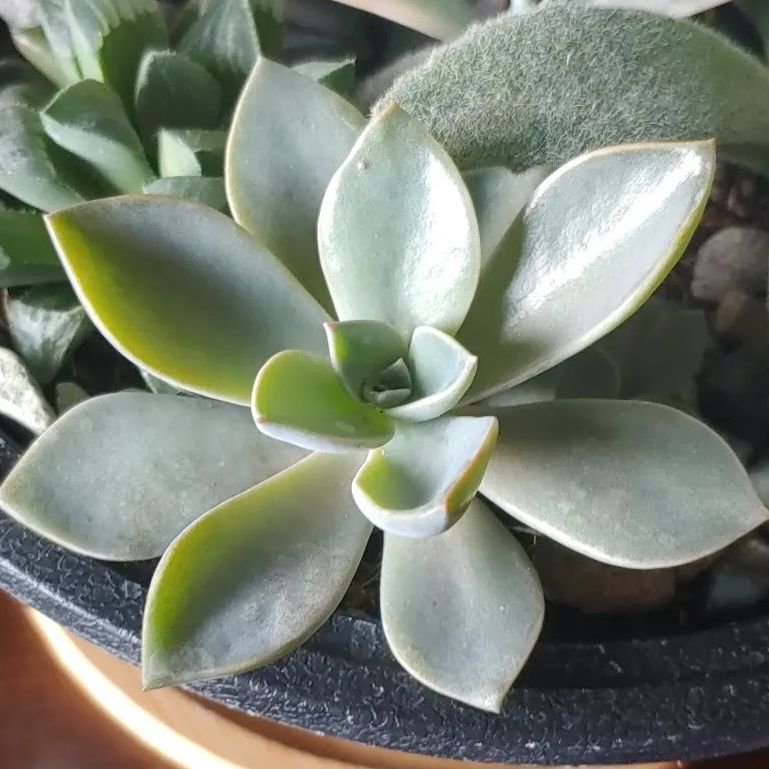 Graptoveria 'Fred Ives' succulent with green leaves and some yellowing tips in a pot with visible soil.