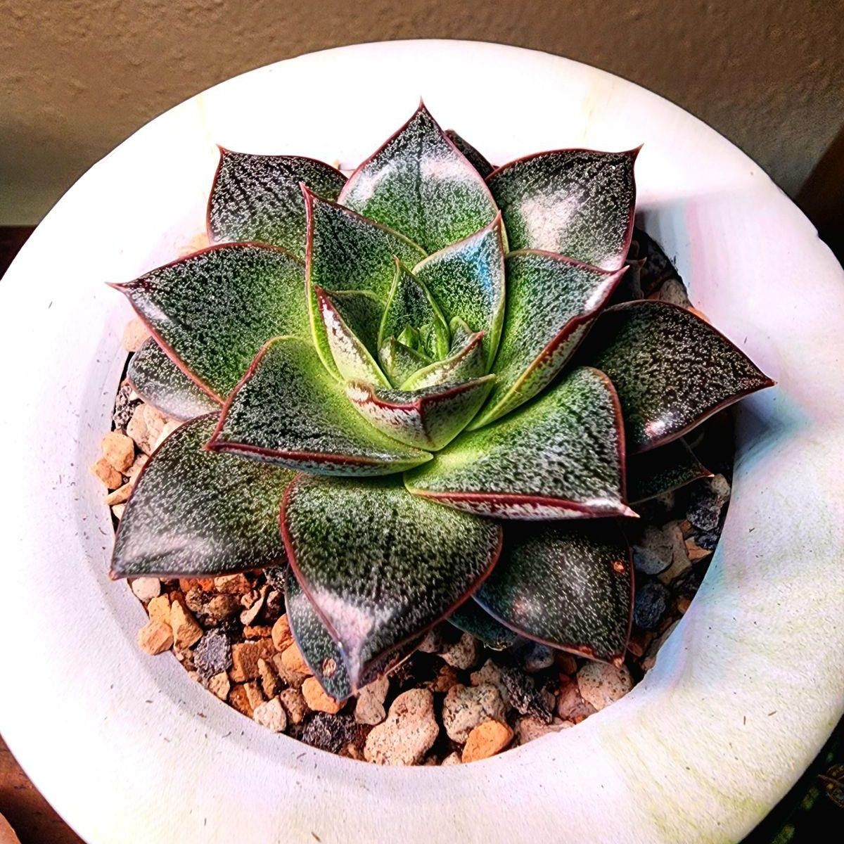 Healthy Echeveria 'Dionysos' succulent in a white pot with visible soil and pebbles.