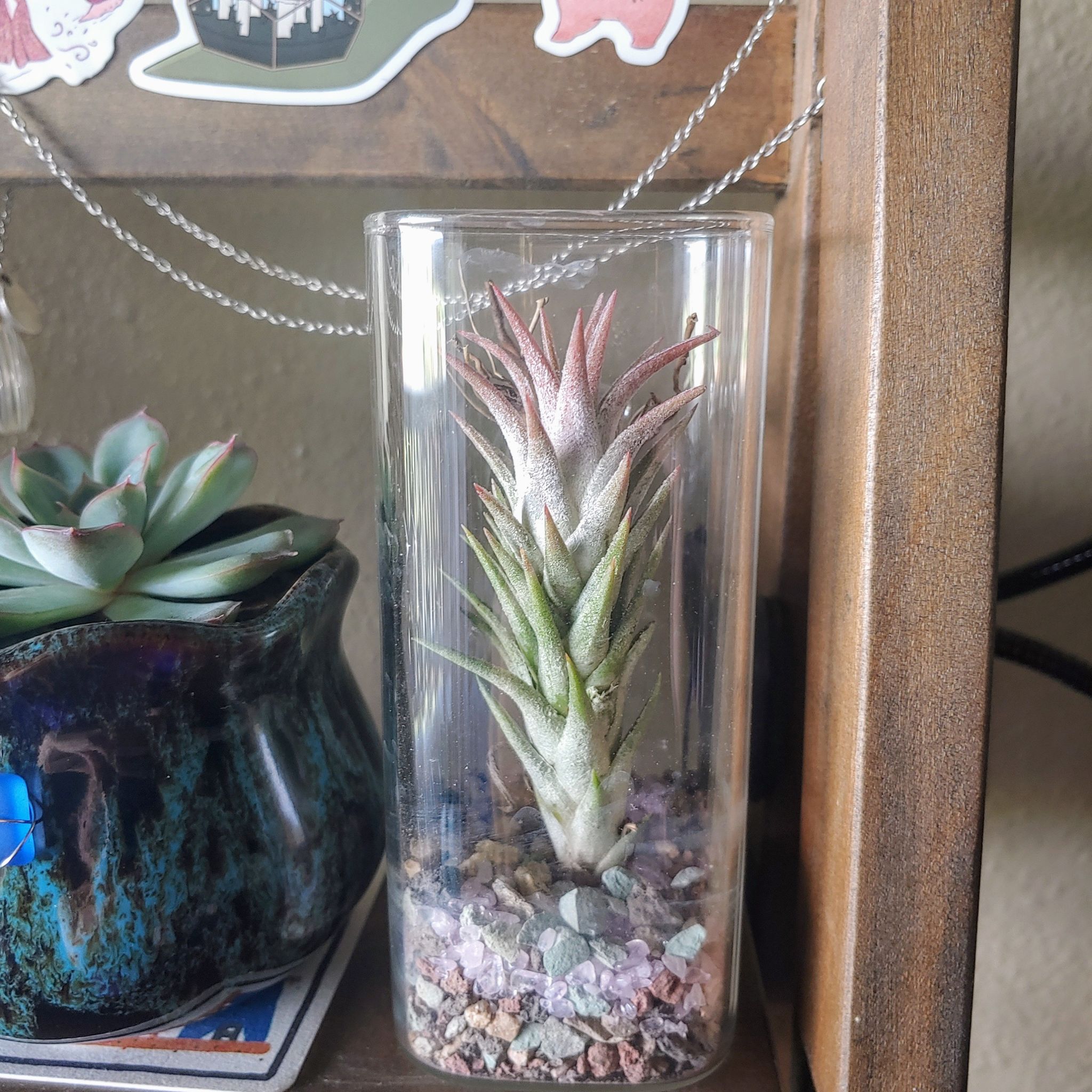 Photo of the plant species Vanhyning's air plant by @RestfulHopsage named Celeste on Greg, the plant care app