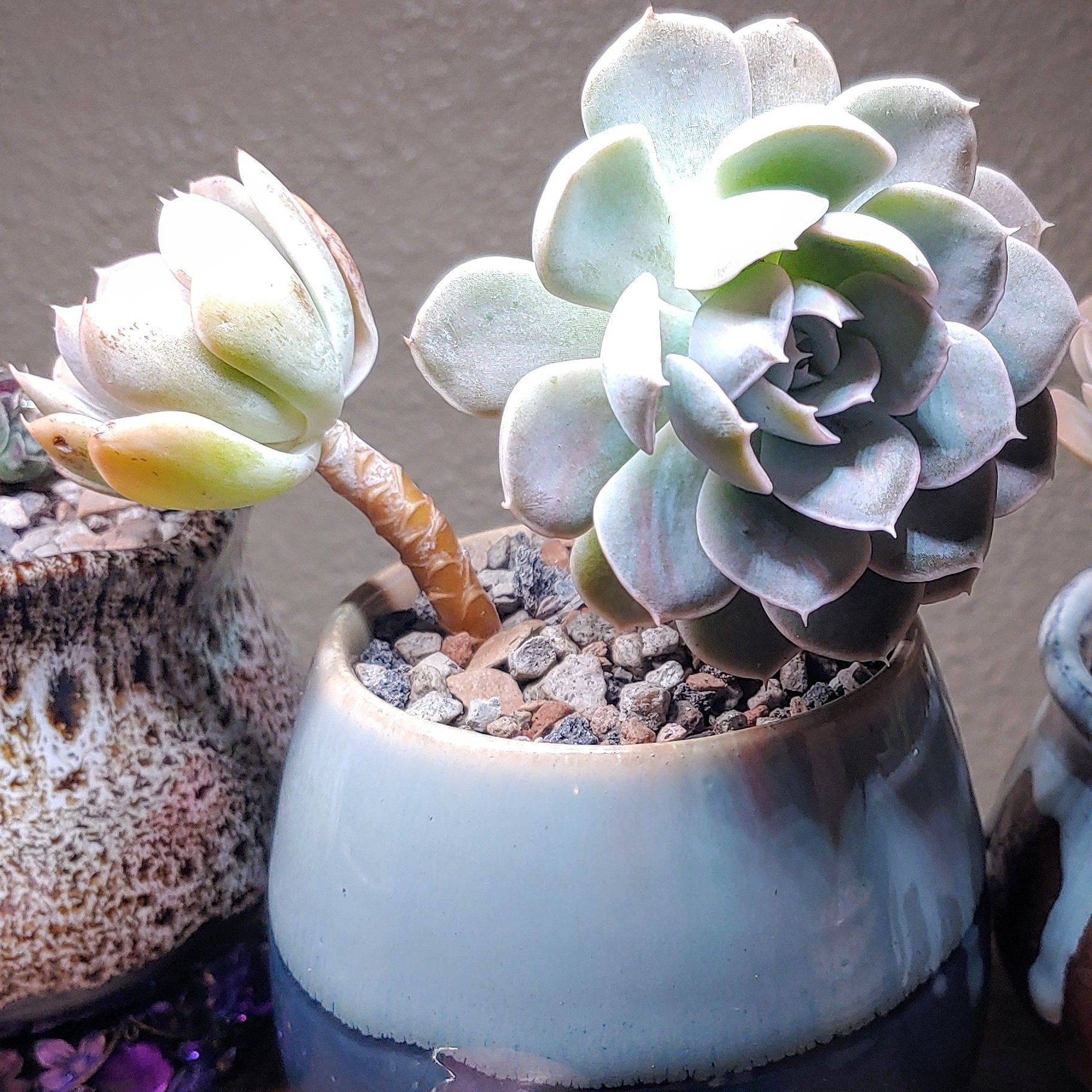 Echeveria 'Fleur Blanc' succulent in a ceramic pot with gravel.