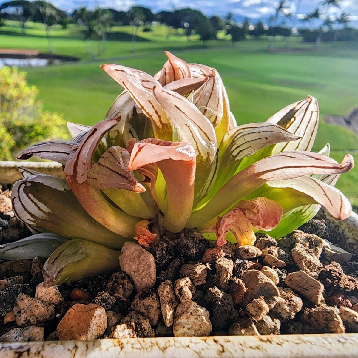 Photo of the plant species Haworthia magnifica by @RestfulHopsage named Watermelon Candy on Greg, the plant care app